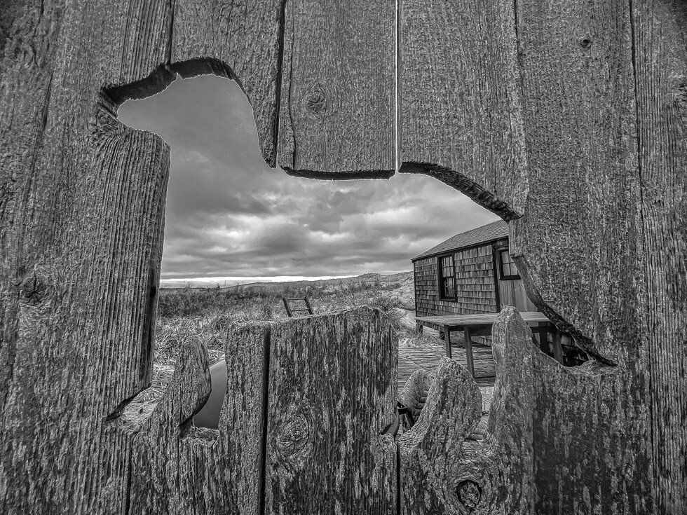 LW Foley_Dog Days.jpg