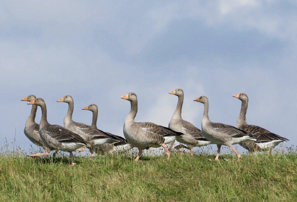 A Chevron of Greylag Geese