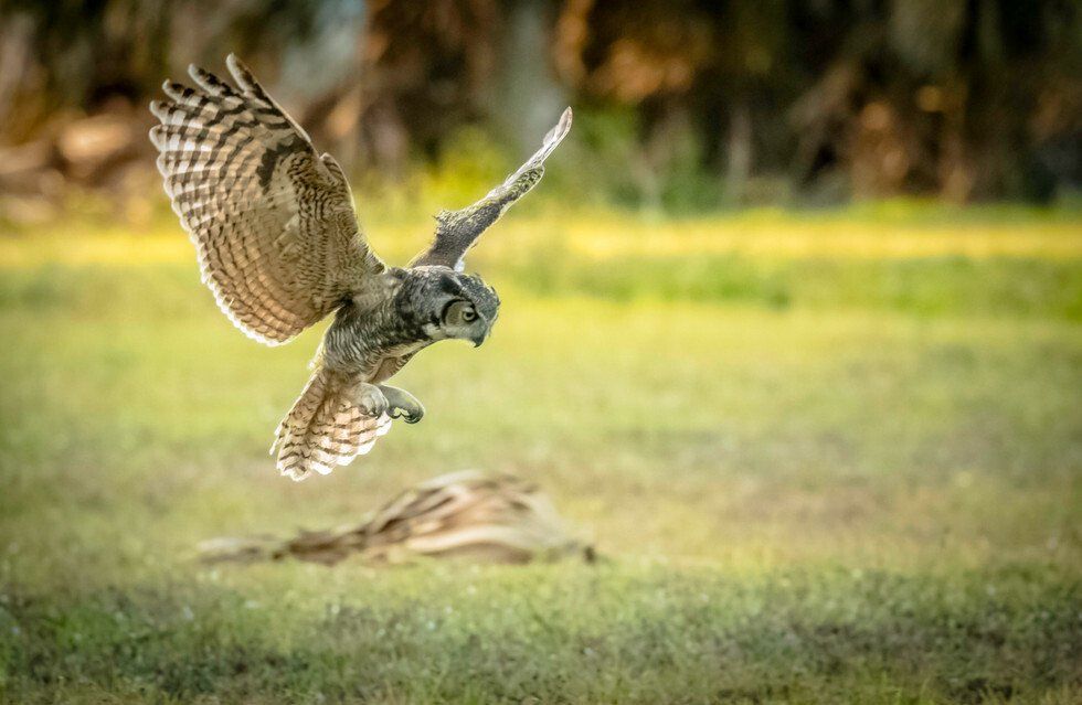 Owl Landing on Prey