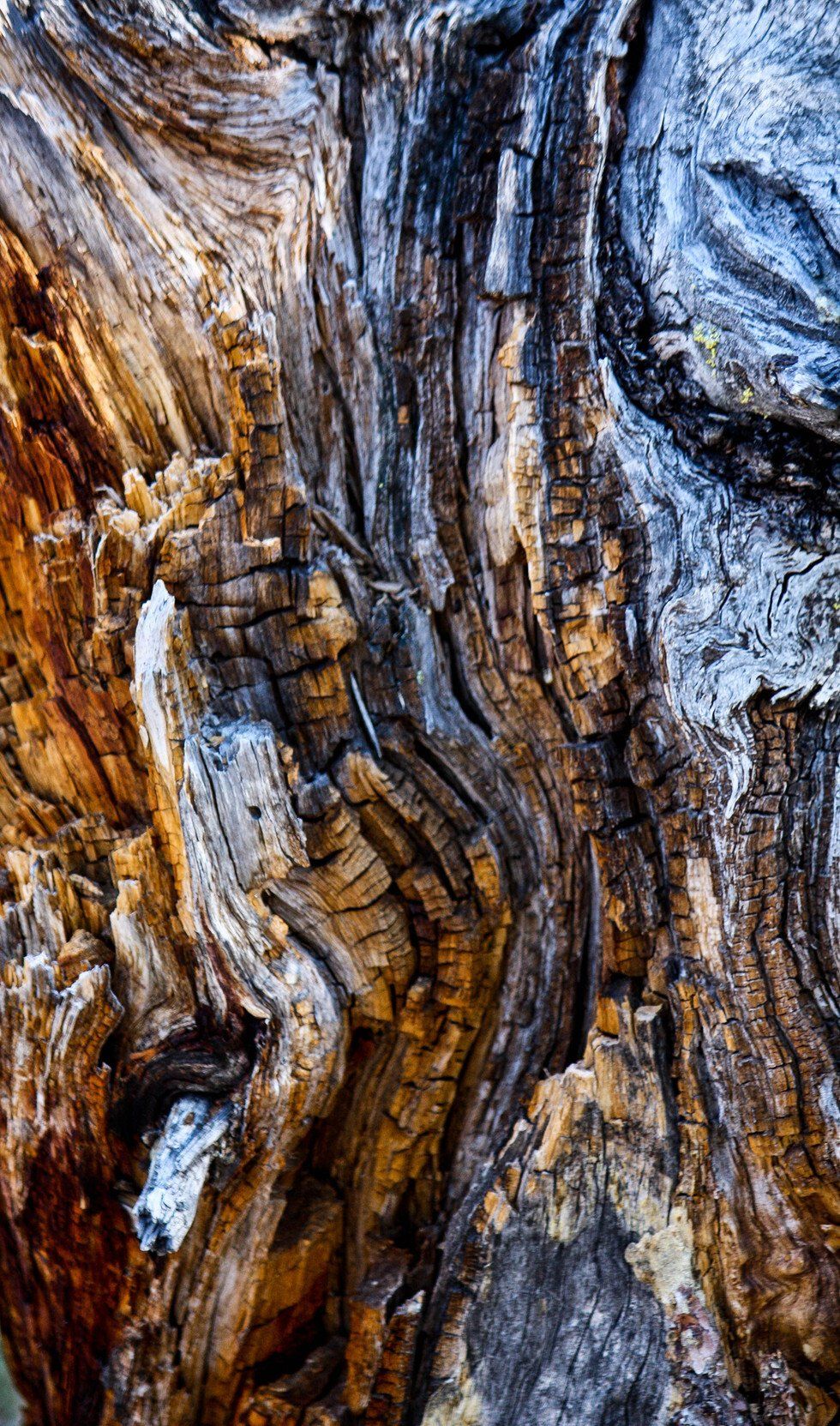 Jean Arnold_Denali.jpg