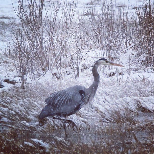 Snowy Heron