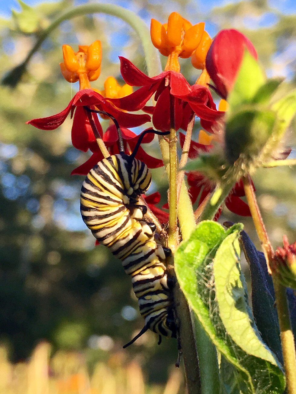Jane Ditzel_Monarch Caterpillar.jpg