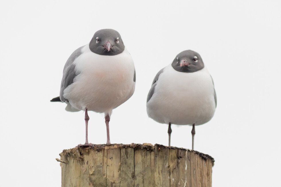 Wychmere and other 5-8-2021-07.jpg