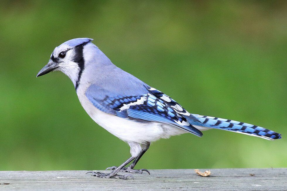 Blue Jay