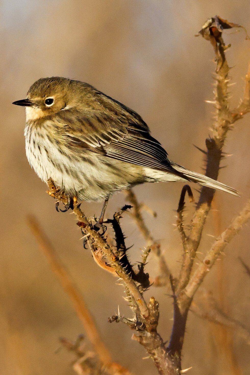 Judges Award: Early Bird