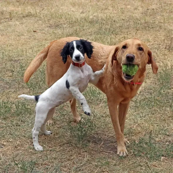 Dan Smith_We're Best Pals_Sweetness.jpg