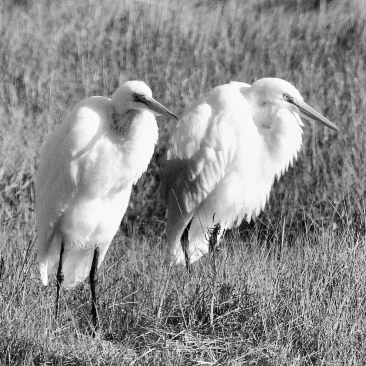 Rodney Silva Majestic Marsh Guardians.jpg