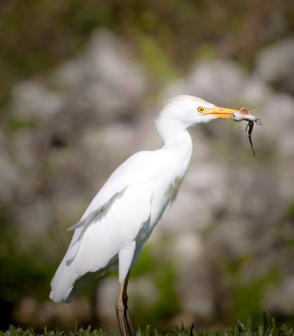 Cattle Egret with Gecko