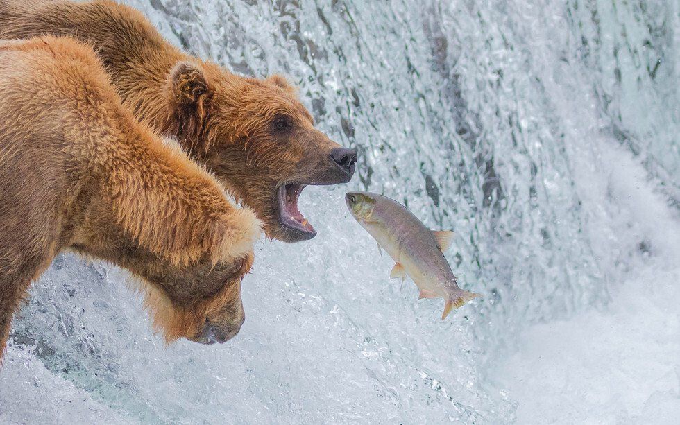 Russell Campbell_Gotcha.jpg