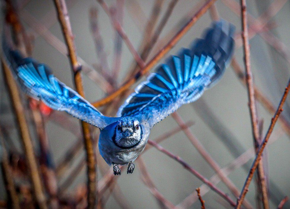 Judges Award: Here I come