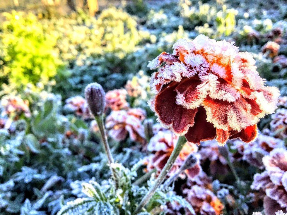 Alana McKendree_Frosty Flower.jpg