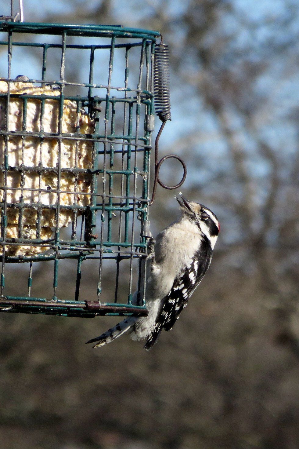 My Downy Woodpecker in December