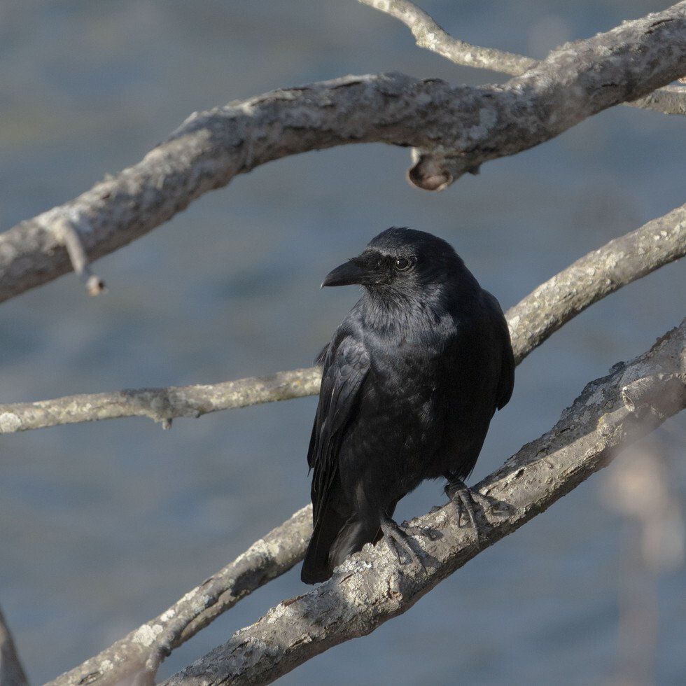 Morning Crow