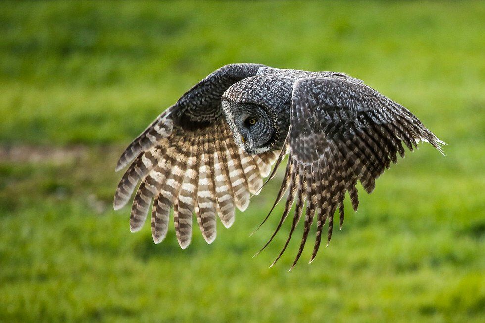 Great Grey in Flight