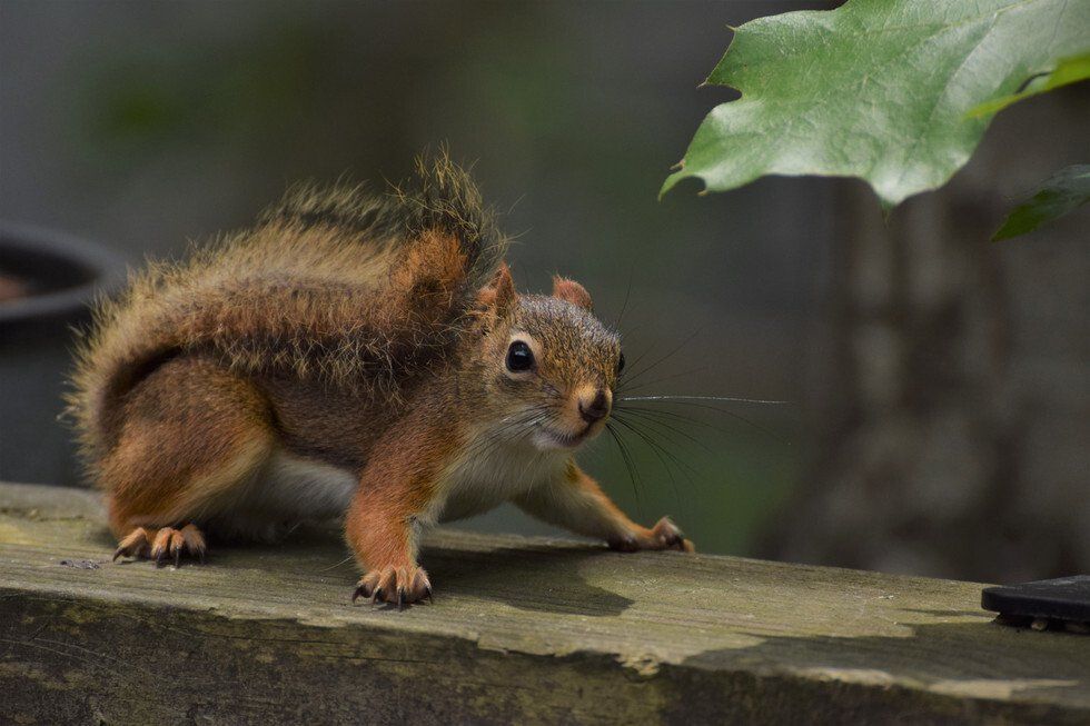 Marty Hassell_Red.jpg