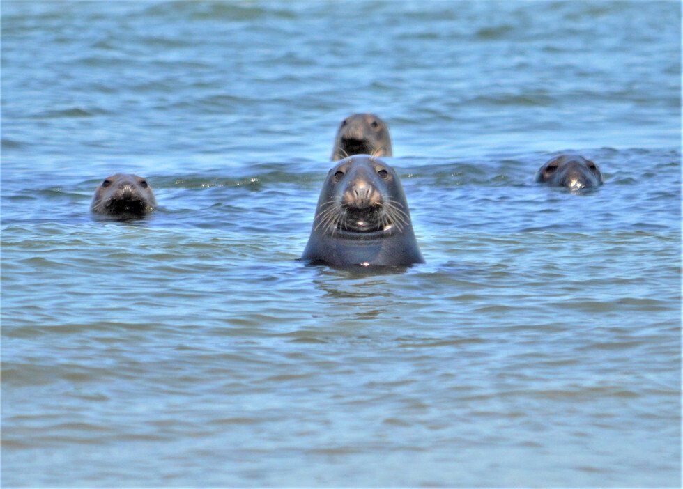 Robin Pierpont_The Fab Four.jpg