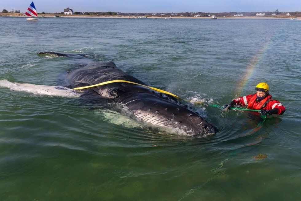 Humpback Whale Rescue