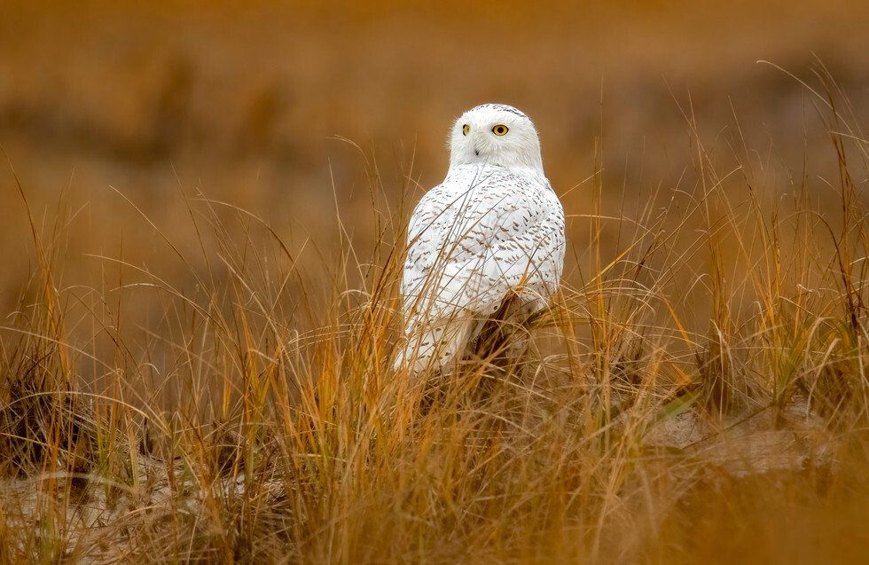 Mike Lewis_Snowy Owl in the Grass.jpg