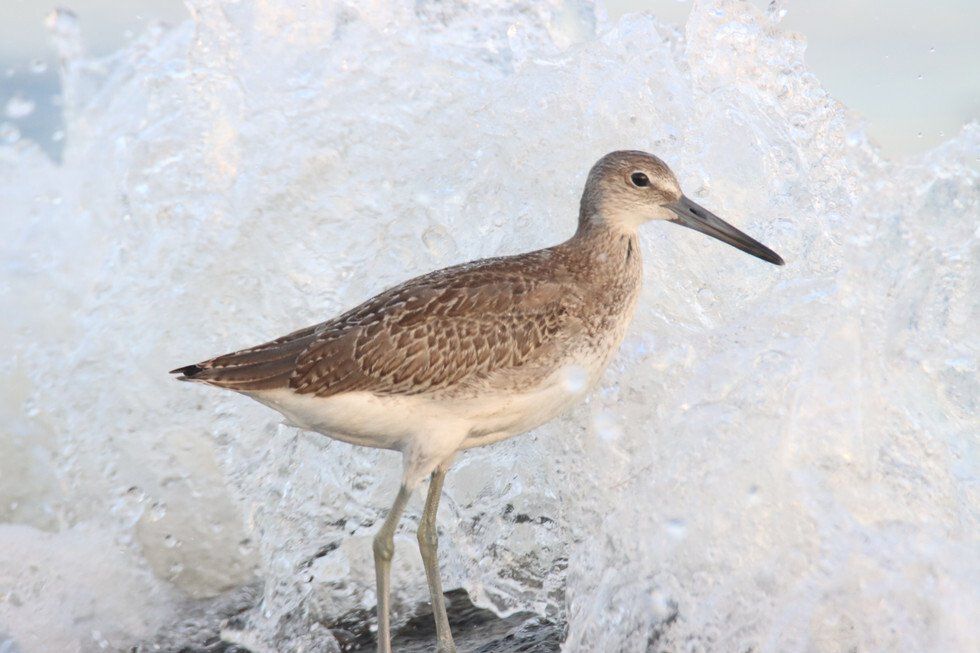 Jeffrey Norgeot_Captured.jpg