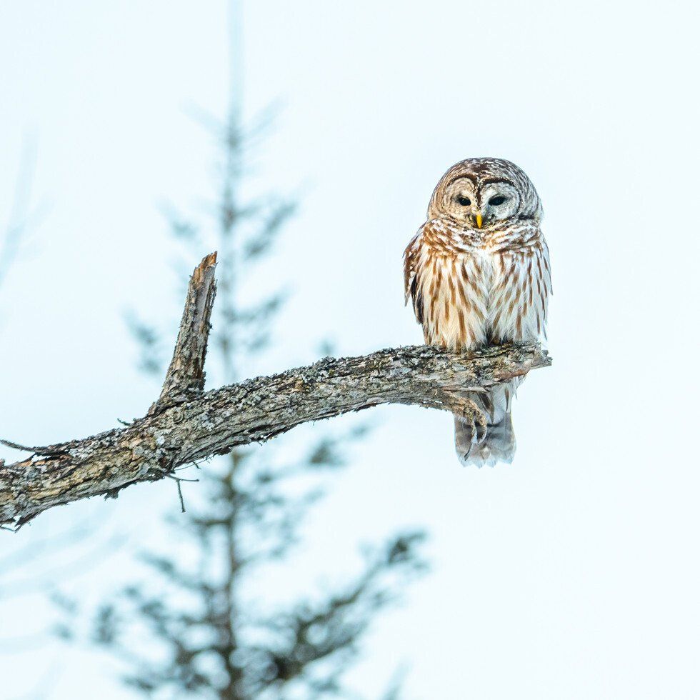 Best In Show: Let's Wander Where the WIFI is Weak