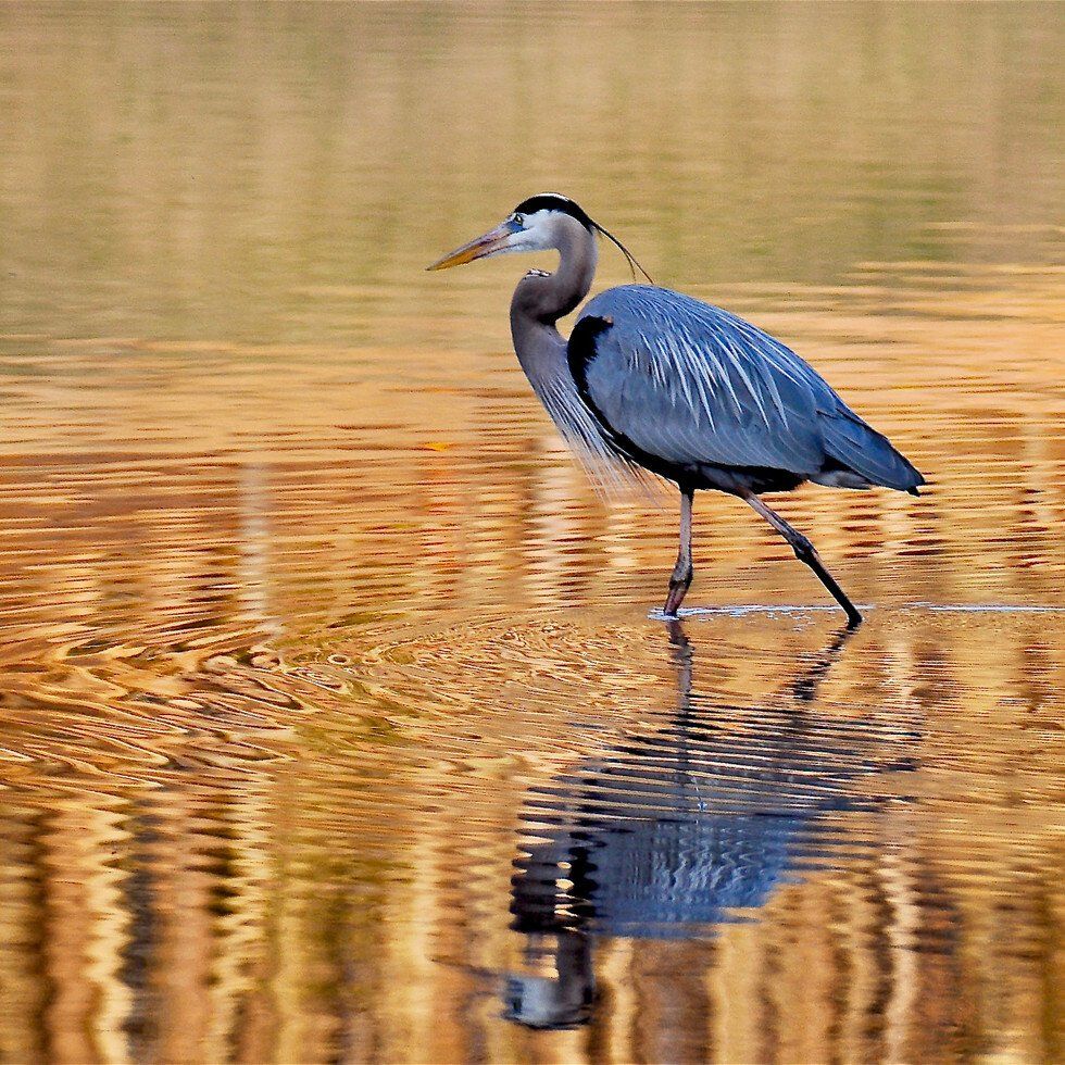 Great Blue Heron at Sunset