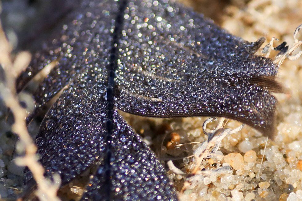 Feather Sparkles-1.jpg