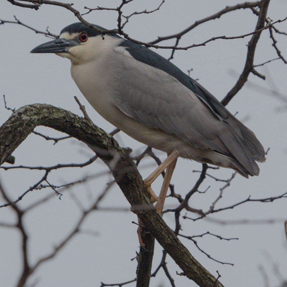 Black-Crowned Night Heron