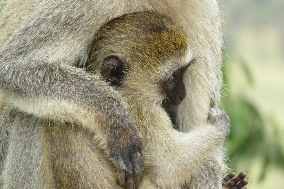 The Embrace