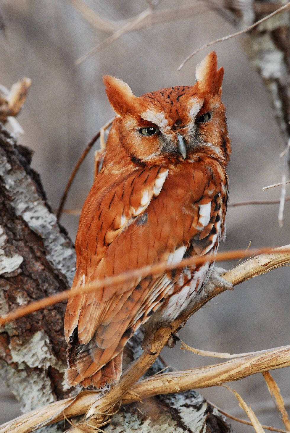 Best Avian Portrait Style: Day of Release