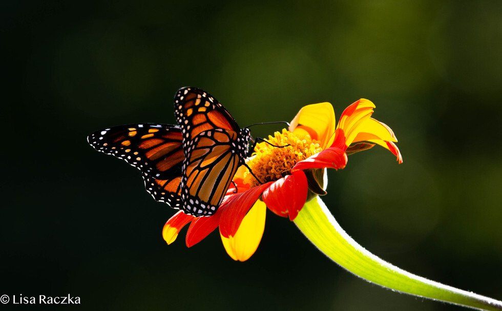 Lisa Raczka_Blossom like a Butterfly.jpg