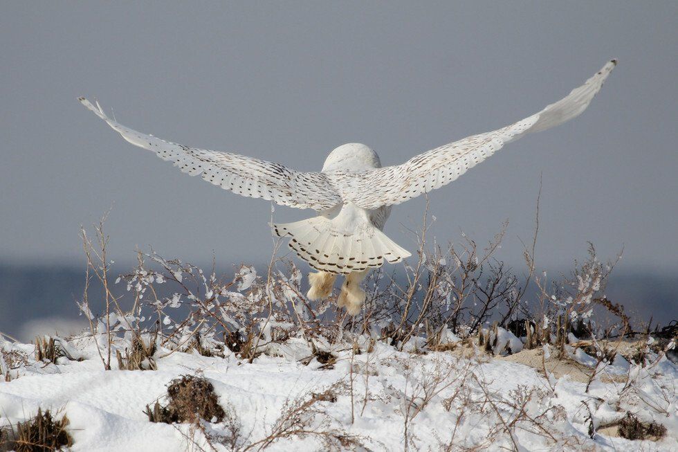 Diane Jordan_Snow Angel.jpg