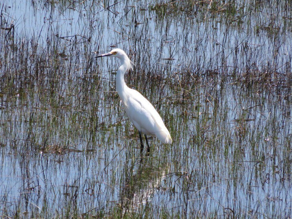 Herring River Visitor