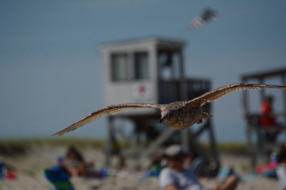 Juvenile Gull in Search of Junk Food
