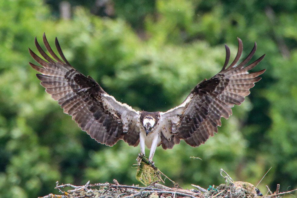 For the Osprey
