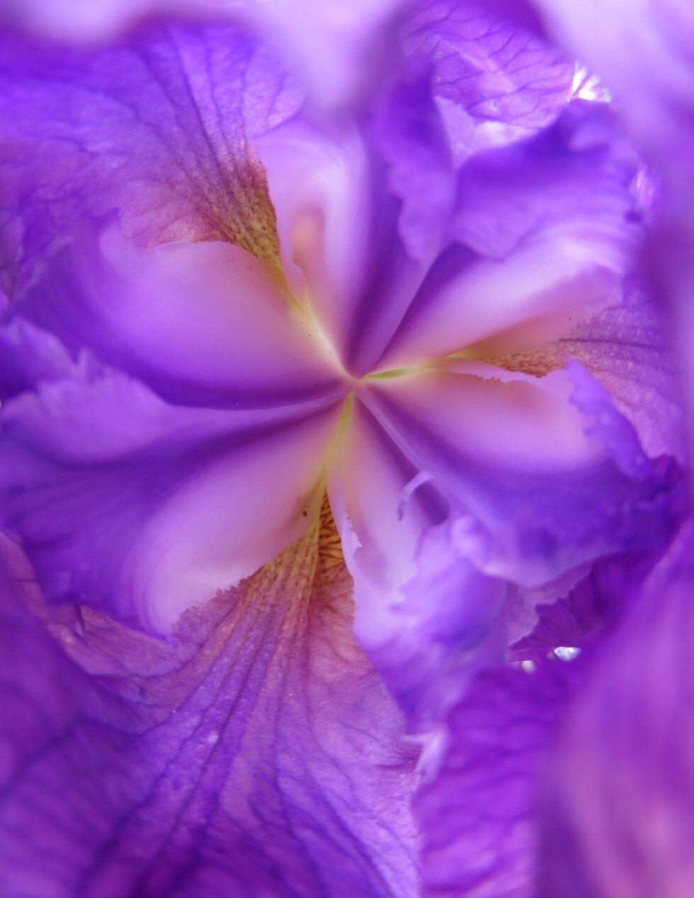 Purple Paradise