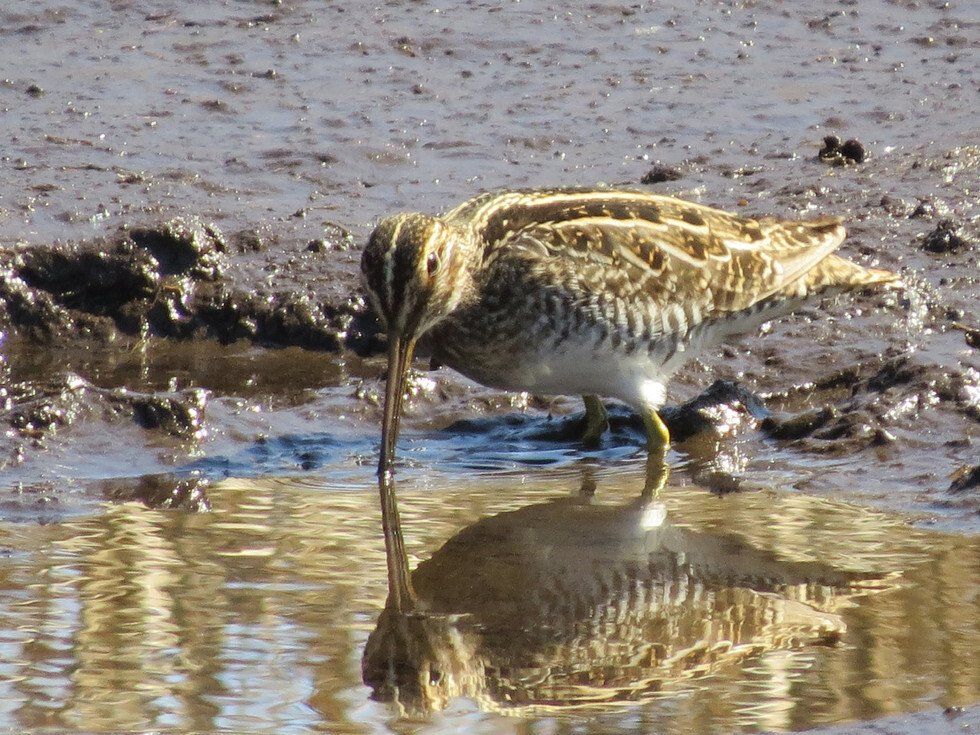 Wilsons Snipe Reflection
