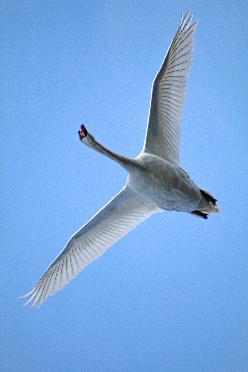 The Muted Swan Flies