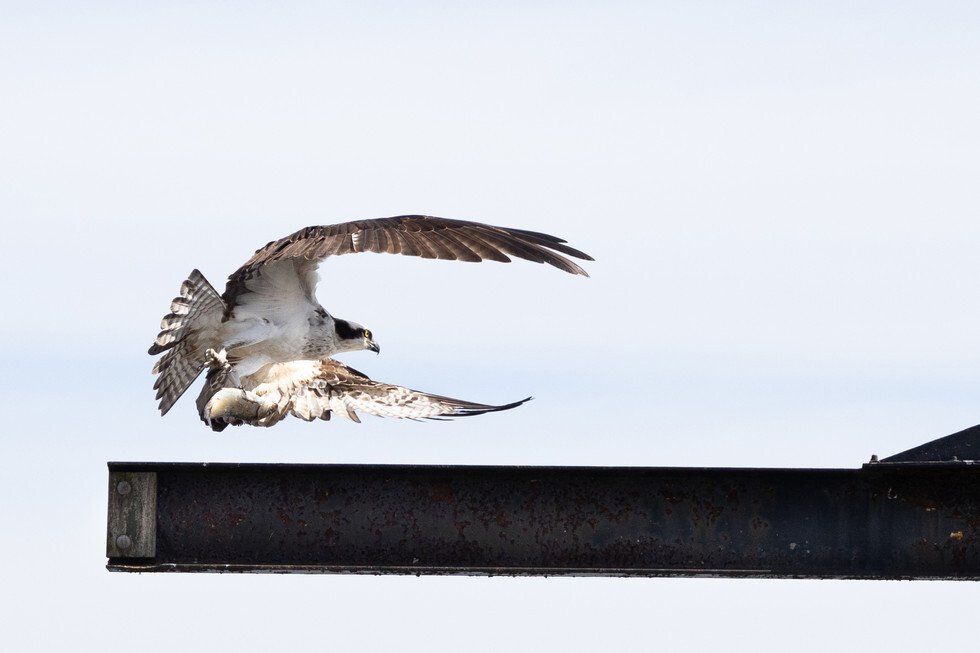 Osprey and Lunch