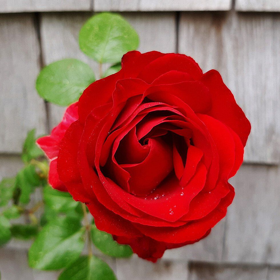 Raindrops on Roses