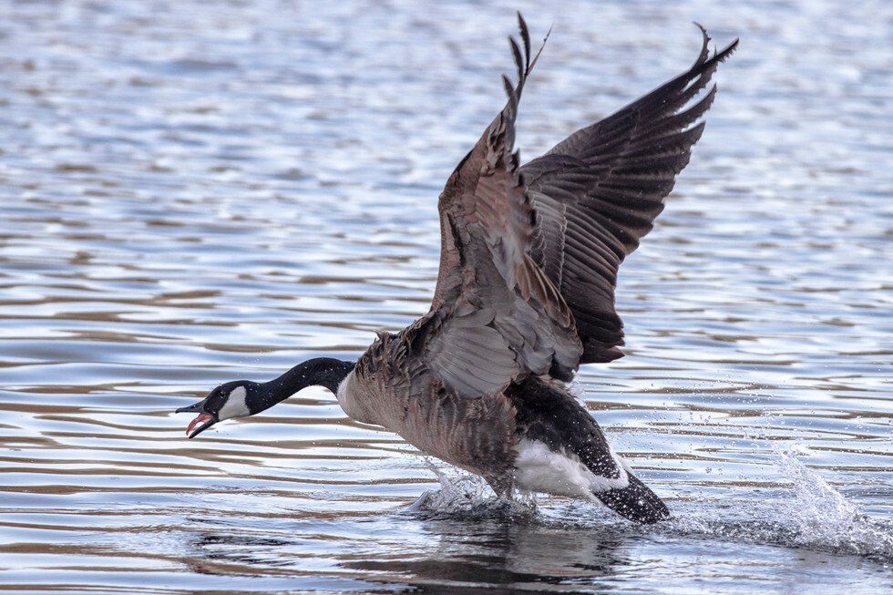 Touchwndown-Clear the way