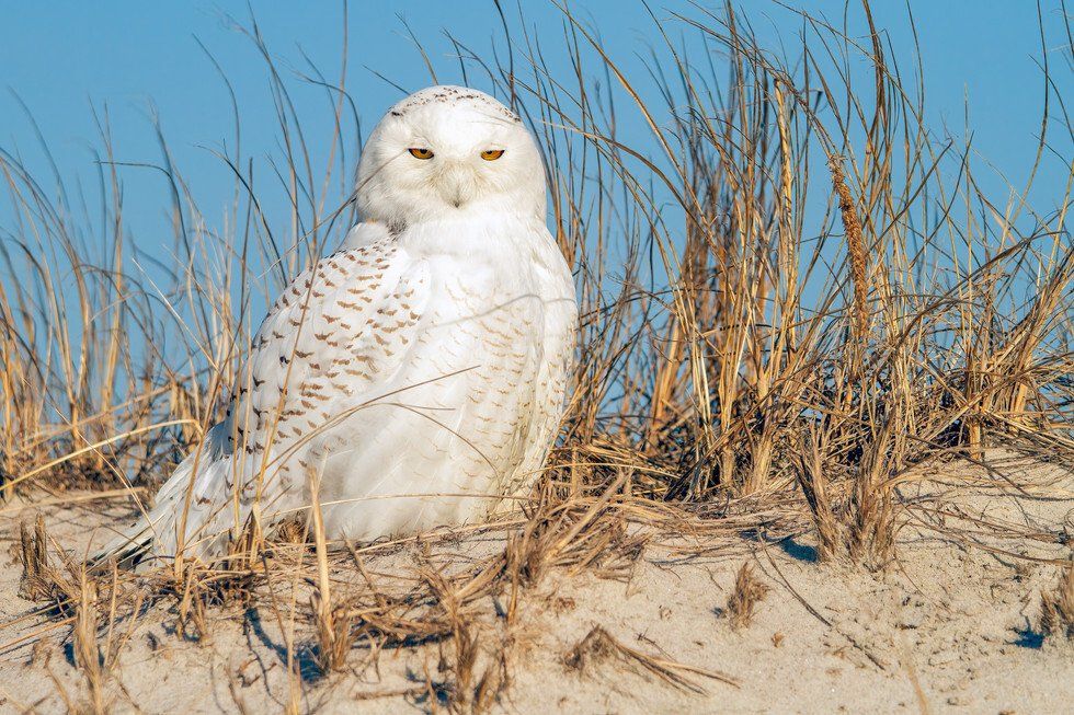 Snowy Owl on Dune
