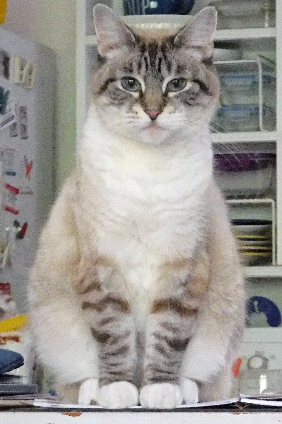 Margot Fitsch_Lacy.jpg