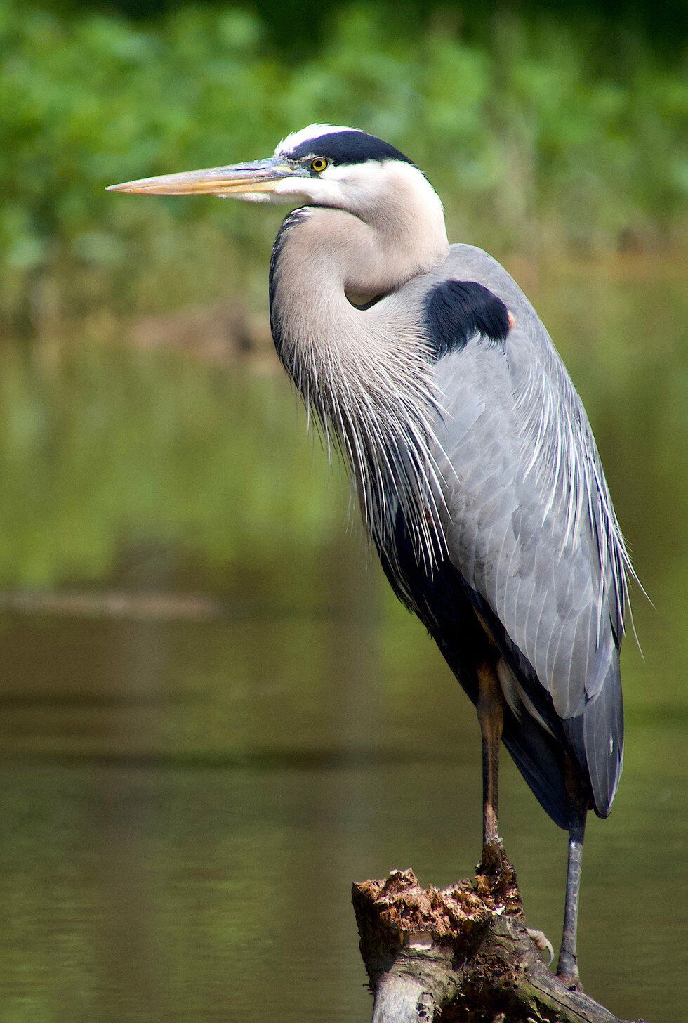 Guardian of the Marsh