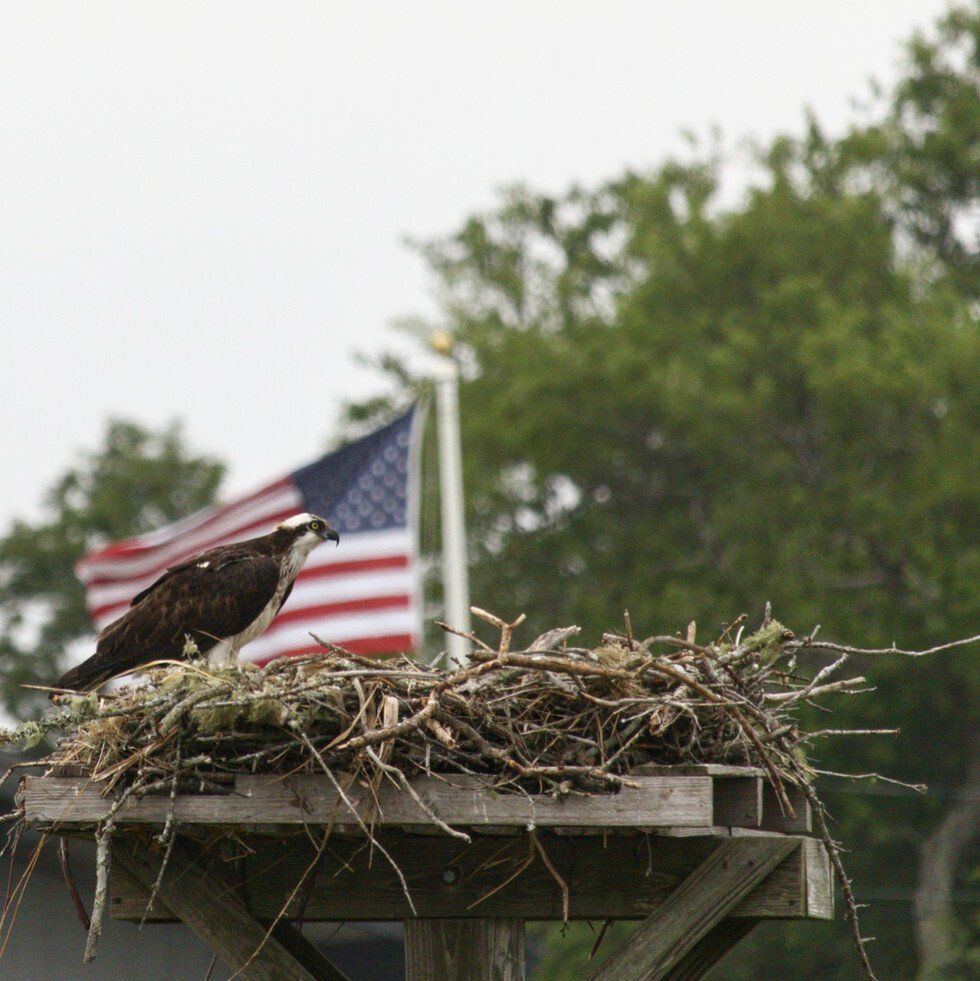 Lynelle LaFleur_Free Bird_Lynyrd Skynyrd.jpeg