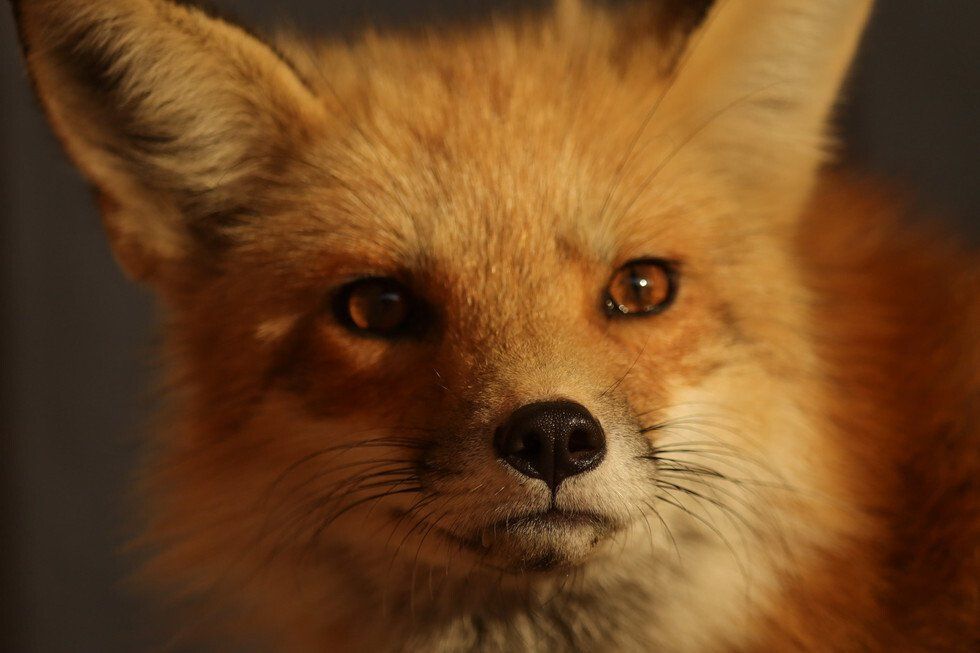 Rachel Doddridge-Spring_Boop.jpg