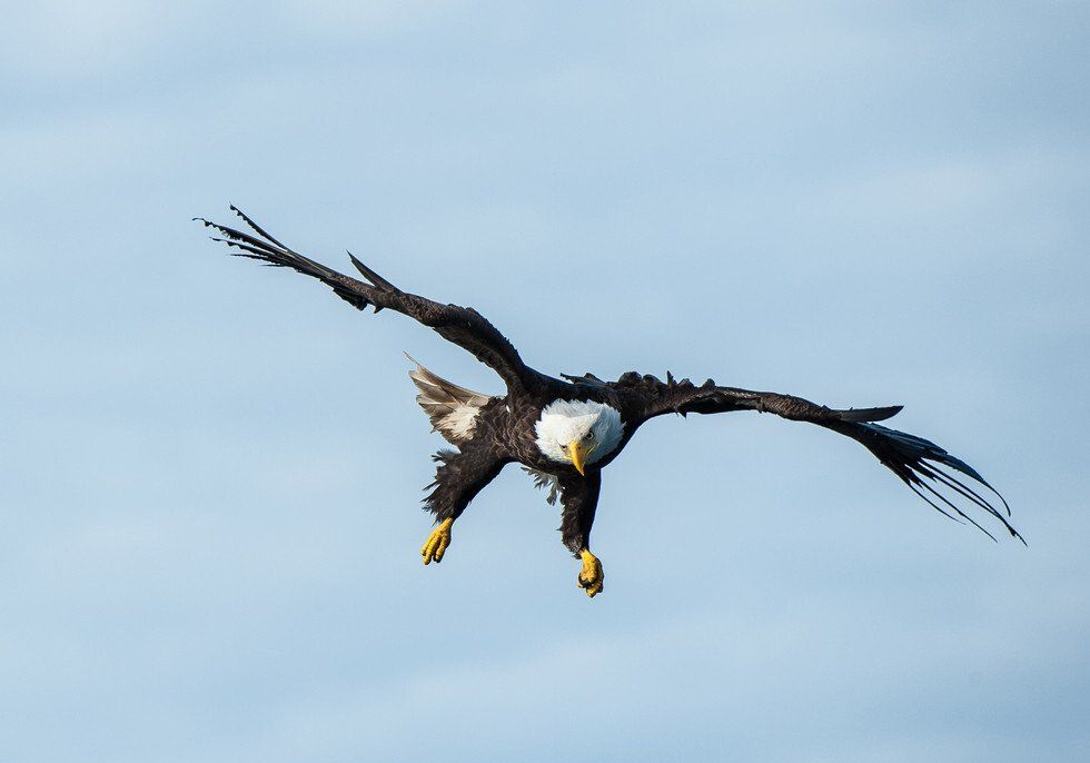 Judges Award: Armed and Dangerous