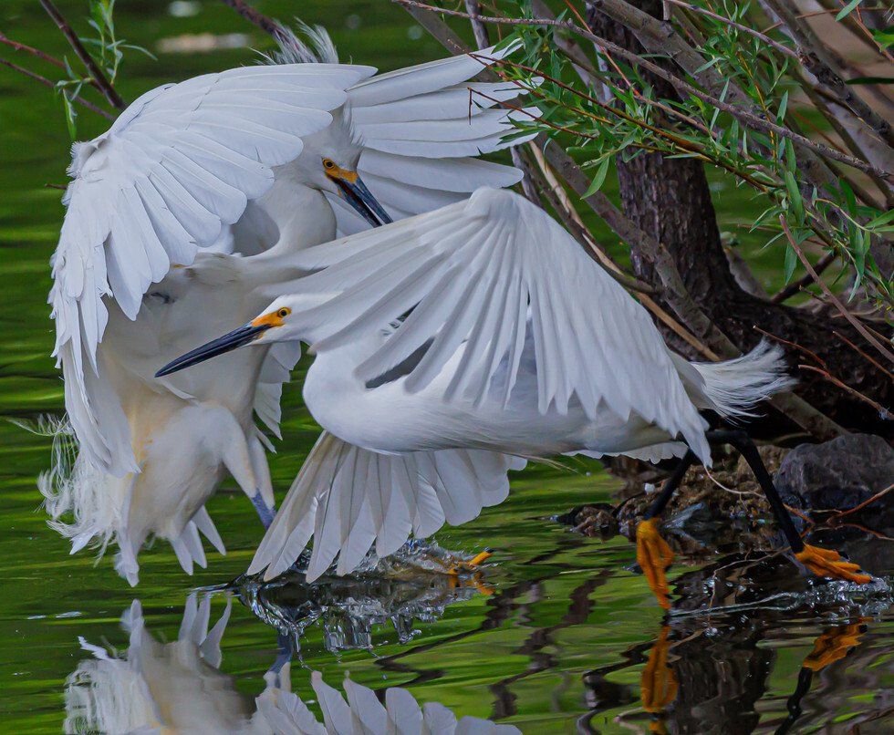 Ken Mayo Johnson_Snowy Egret Territorial Dispute