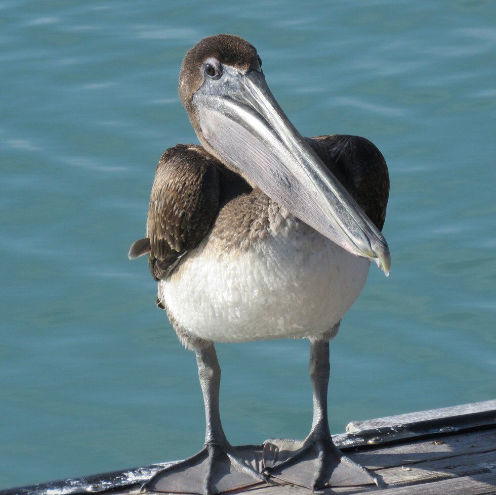 Liz Jones_Pelican.jpg