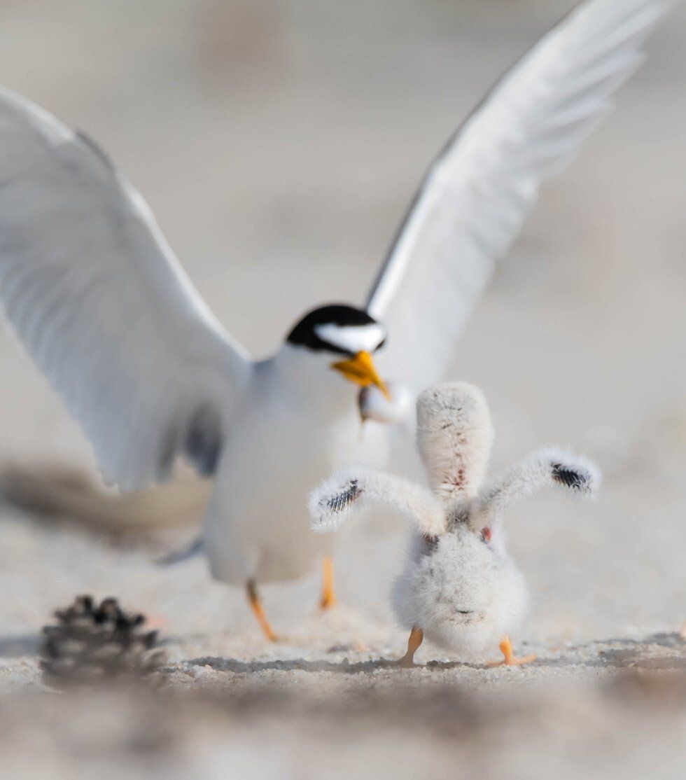 Judges Award: Locked and Loaded