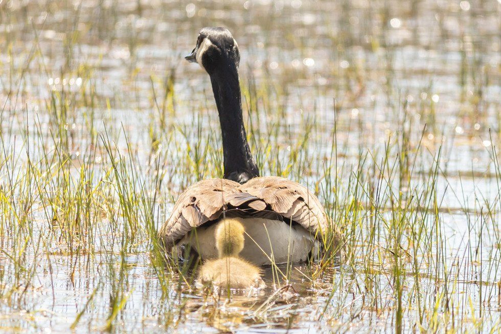 I'm Right Behind You!.jpg